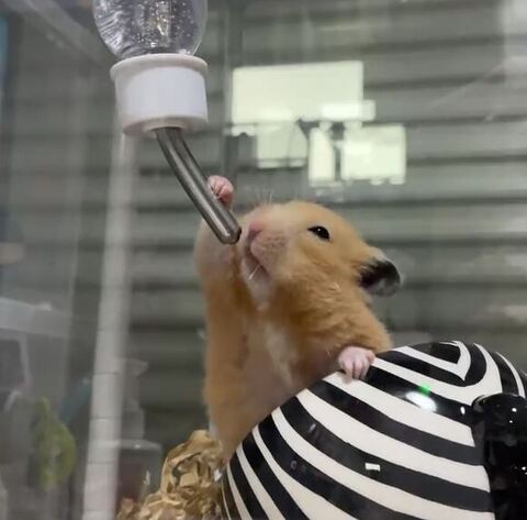水をのもうとしてるハムスター