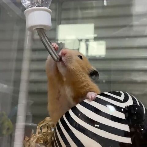 さらに水を飲んでるハムスター