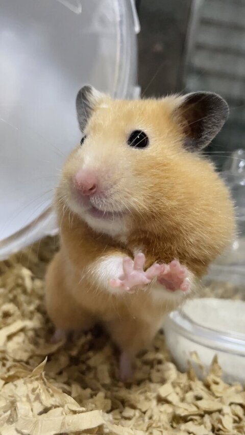 壁に前足をついてるハムスター