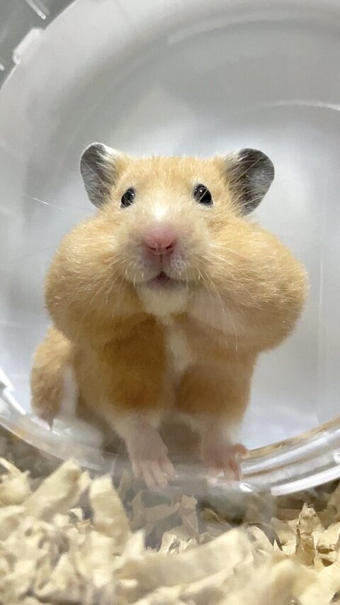 ほお袋がパンパンのハムスター