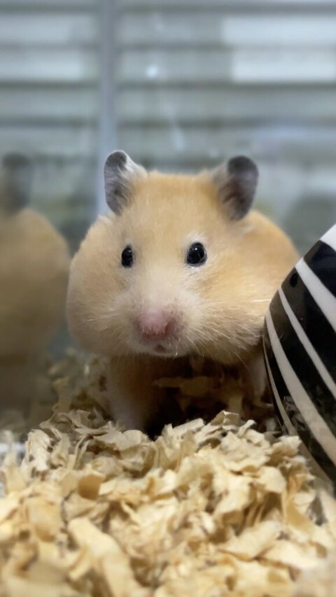 すみっこにいるハムスター