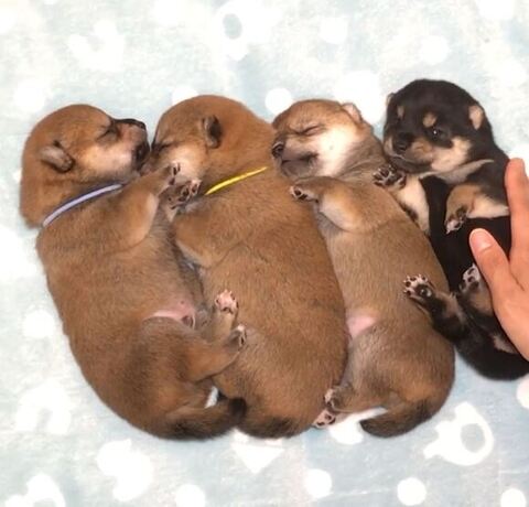 黒柴ちゃんが目開ける