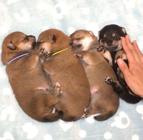 黒柴ちゃんをなでなで