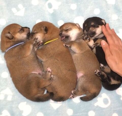 舌だしてる柴犬ちゃん