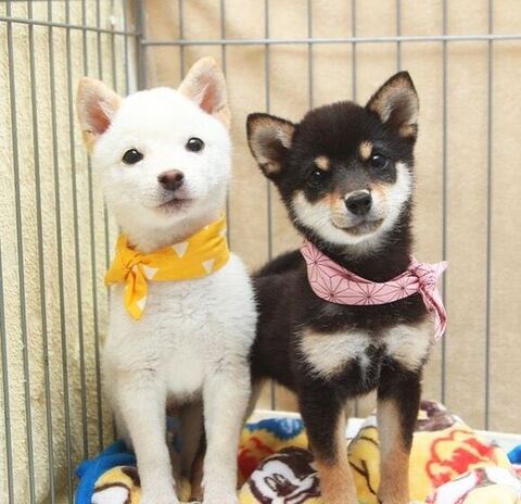 白柴と黒柴の子犬