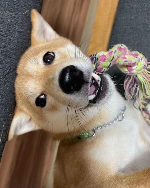 おもちゃをくわえてるパピコちゃん