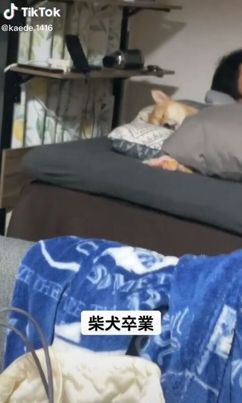 パピコちゃん遠くから