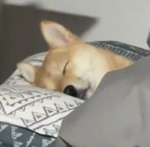 パピコちゃんアップ