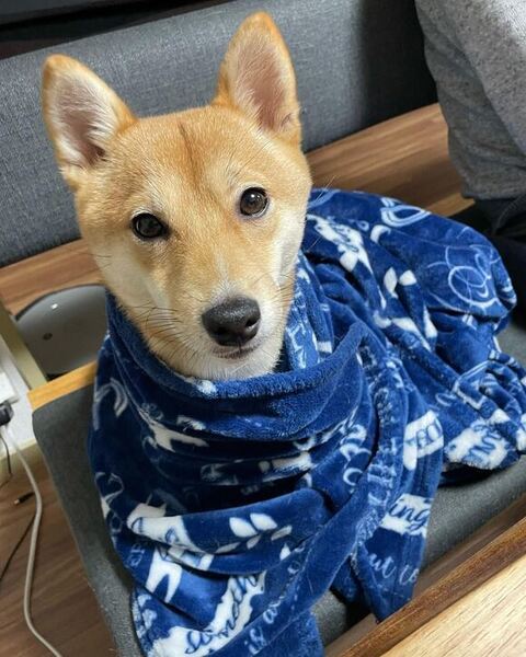 ブランケットに包まれるパピコちゃん
