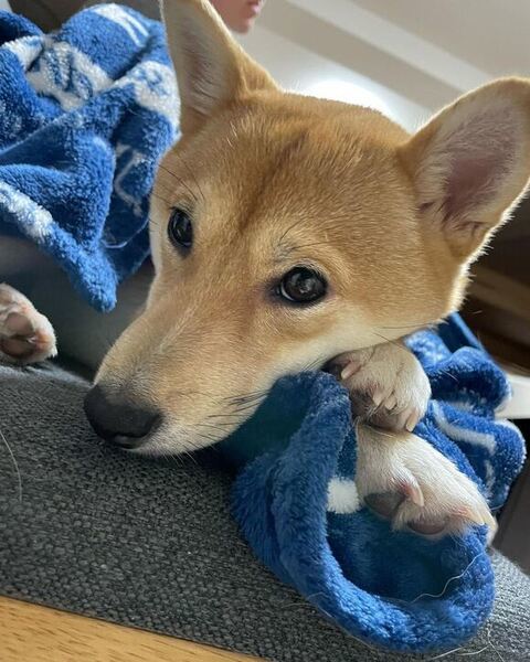 上目遣いのパピコちゃん