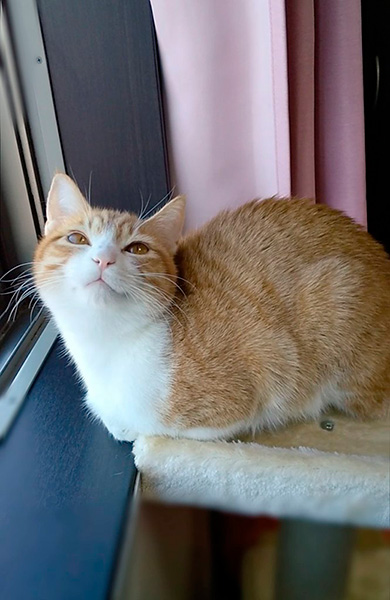 ほほえむ猫