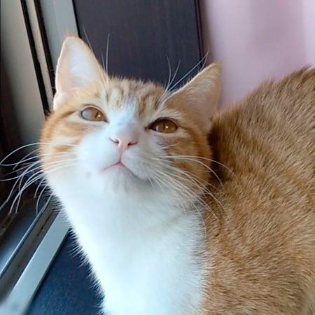 猫のアップ写真
