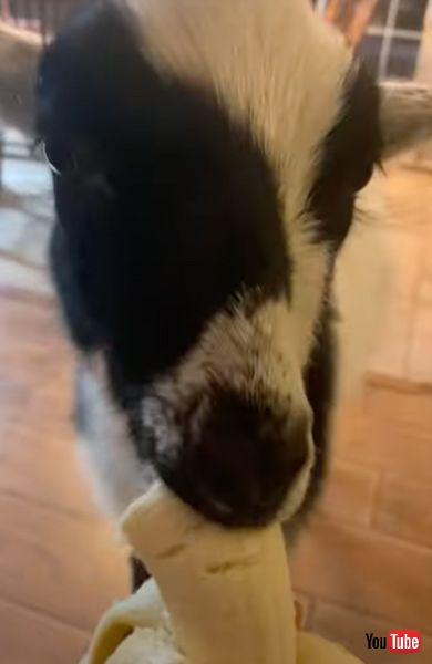 おいしそうにバナナを食べるヤギ