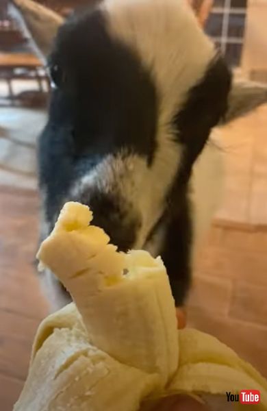 バナナを食べ進める子ヤギ