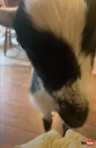 バナナを食べ終わってしまうヤギ