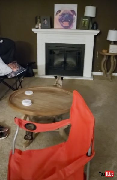 自分の絵に向かって吠えるパグ犬