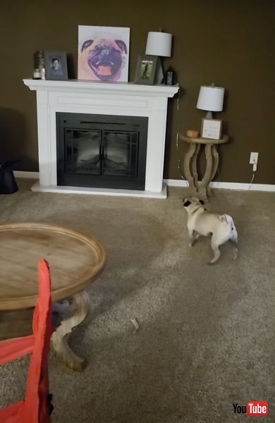 自分の絵に向かって吠えるパグ犬