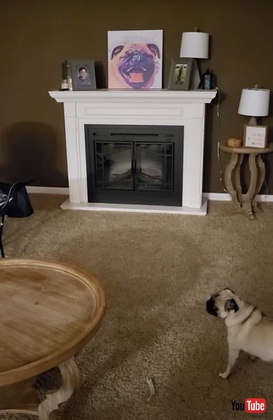 自分の絵に向かって吠えるパグ犬