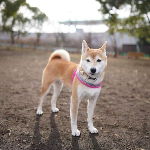 お散歩中のむぎちゃん