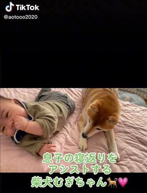 転がる息子さんを見るむぎちゃん