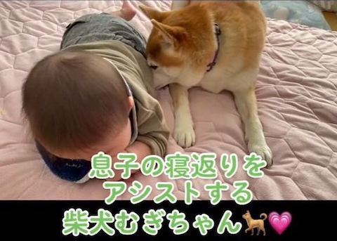 息子さんのおなかの下にむぎちゃんの鼻