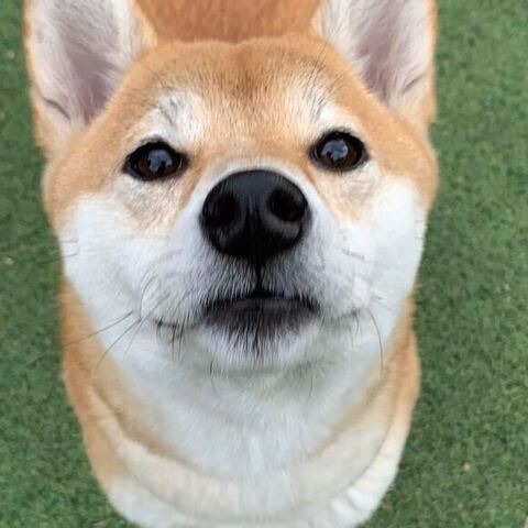 むぎちゃんのアップ