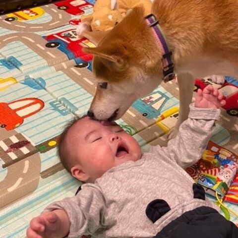 息子さんをぺろぺろするむぎちゃん