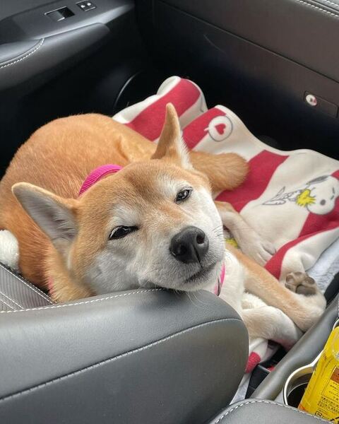 車にいるむぎちゃん