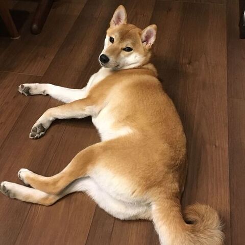 寝転んで振り返るむぎちゃん