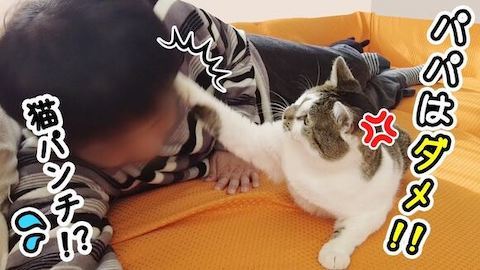 パパに猫パンチ