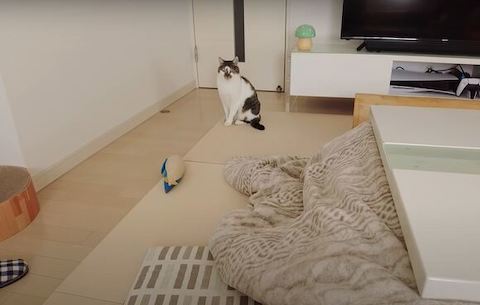 遠くからささみくん