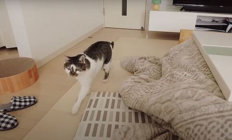 歩いてくるささみくん