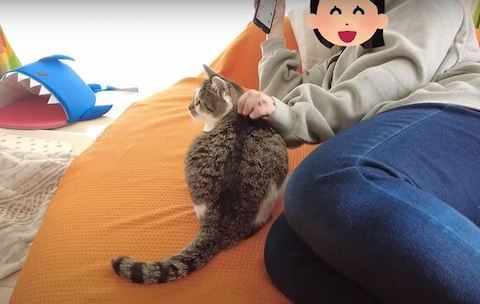 ソファでどこか見ているささみくん