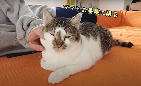 なでられてるささみくん