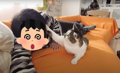 猫パンチするささみくん