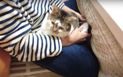 ゲームしてるパパのヒザの上