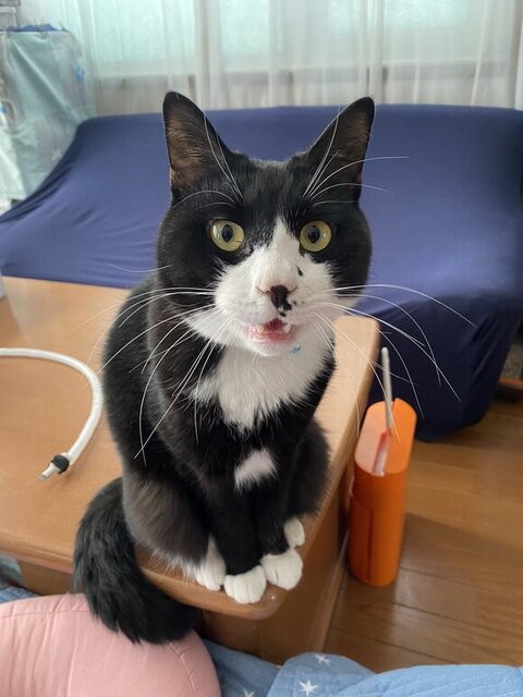 鳴いてるシジミくん