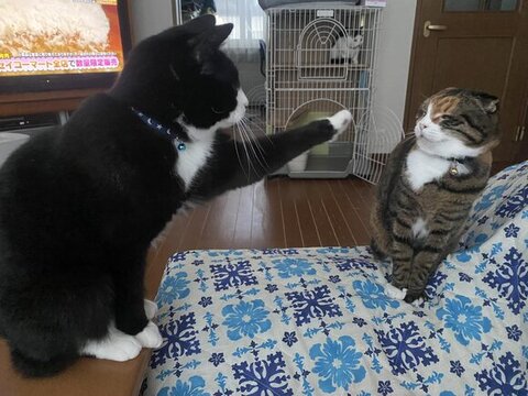 前足をあげてるシジミくん