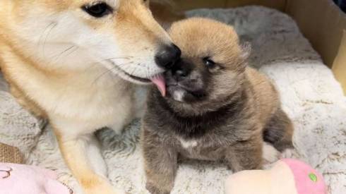 柴犬ラムちゃんがどんちゃんをなめる