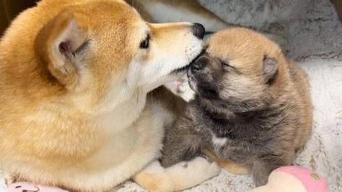 目を閉じる赤ちゃん柴犬