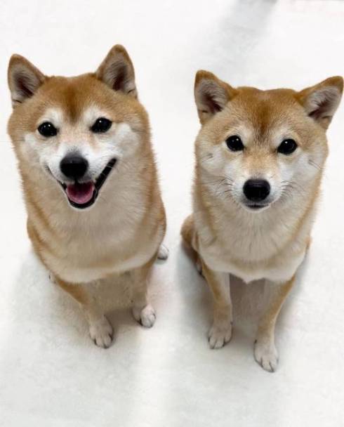 ラムちゃんとサニーちゃん