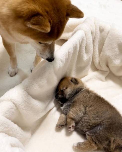 サニーちゃんとどんちゃん