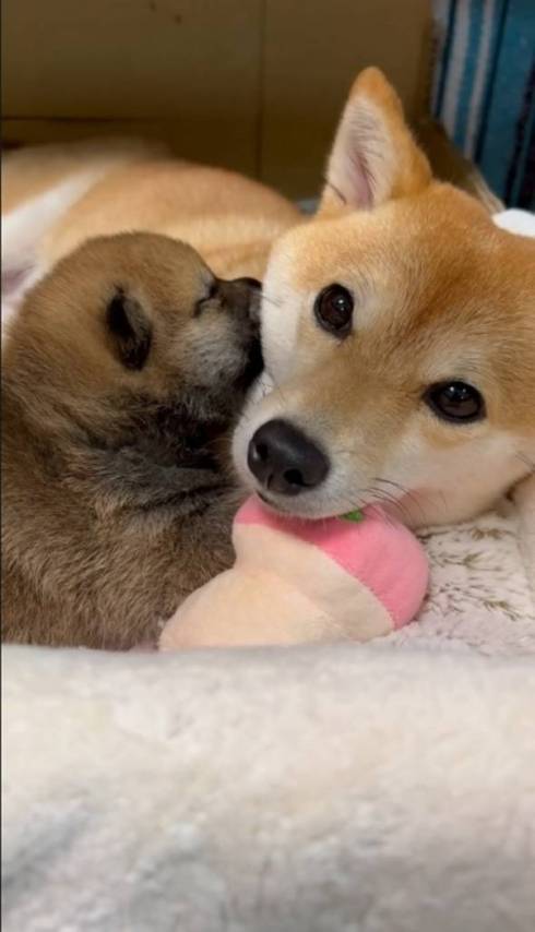 幸せそうな母犬