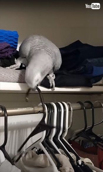 服を選ぶヨウム