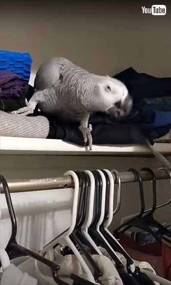 占拠するヨウム