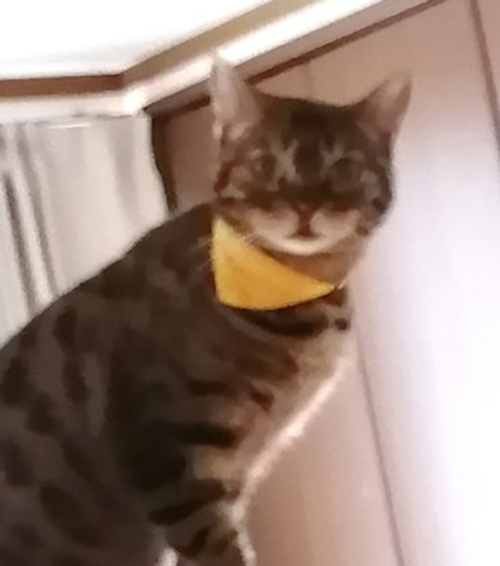 事実を伝える猫