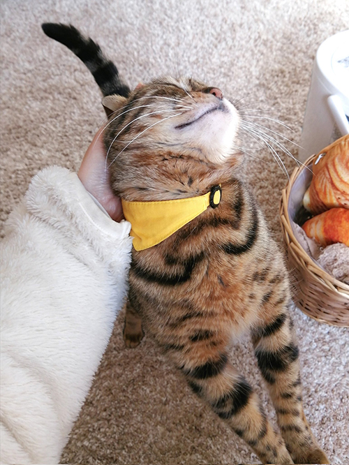 うっとりする猫