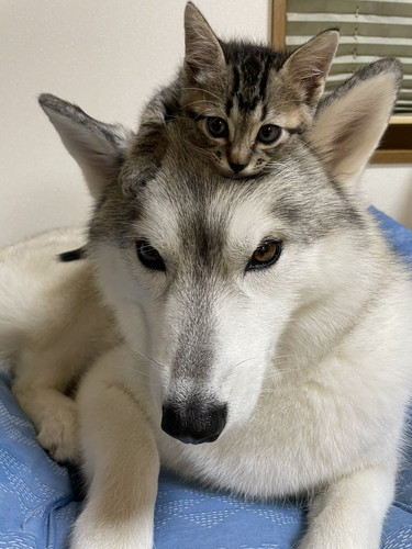 ユキちゃんとサンちゃん