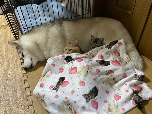 ユキちゃんとレンくんとサンちゃん