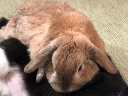 ウサギのアップ